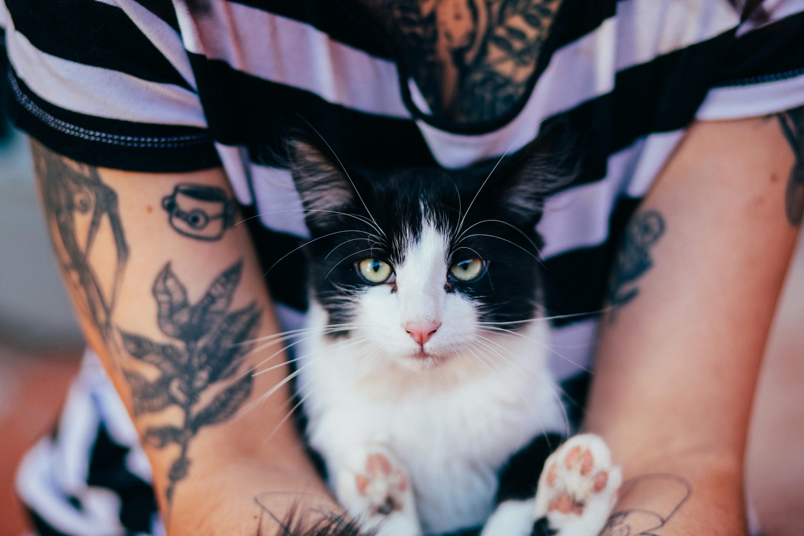 Un gros plan d'une personne tatouée tenant un chat noir et blanc, tous deux regardant directement l'objectif.