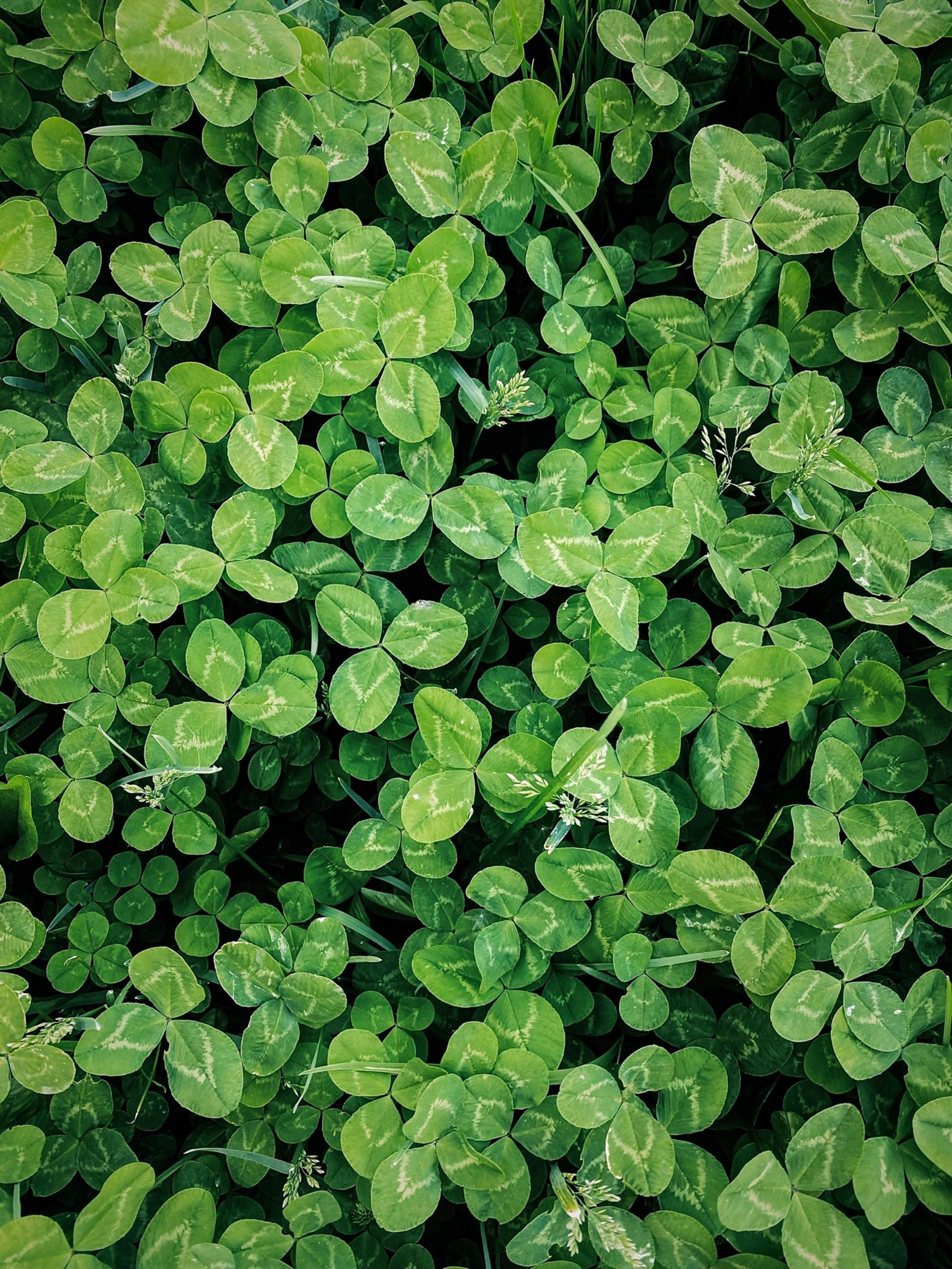 Vibrant greenery of clover leaves creates a fresh and natural background. La verdure vibrante des feuilles de trèfle crée un arrière-plan frais et naturel.