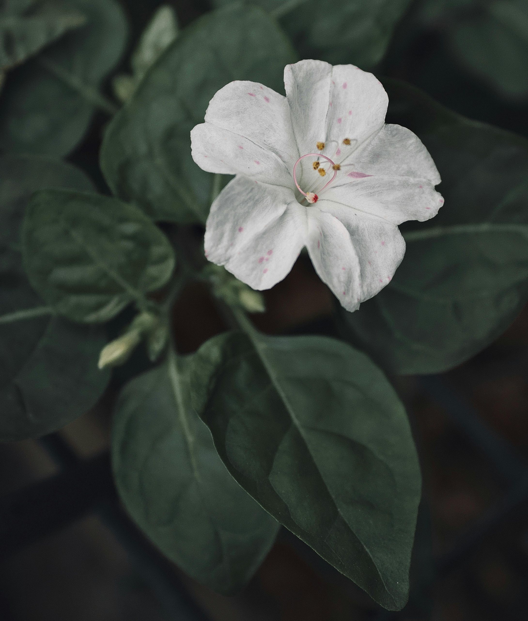 A detailed view of a white Mirabilis Jalapa flower among lush green leaves. Une vue détaillée d'une fleur blanche de Mirabilis Jalapa parmi des feuilles vertes luxuriantes.
