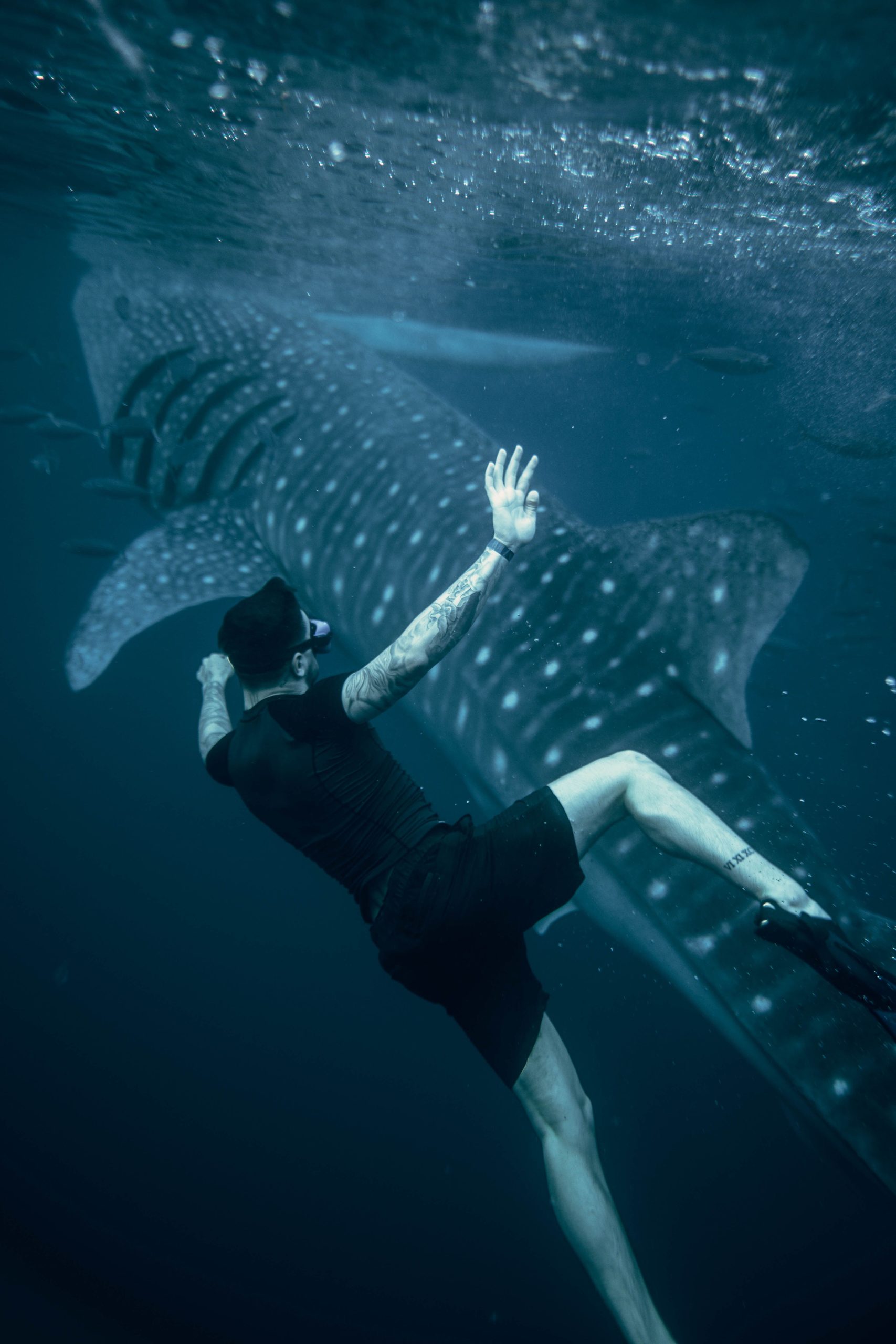 Close Encounter: Diving with a Whale Shark in the Deep Blue Rencontre rapprochée : Plongée avec un requin-baleine dans le bleu profond