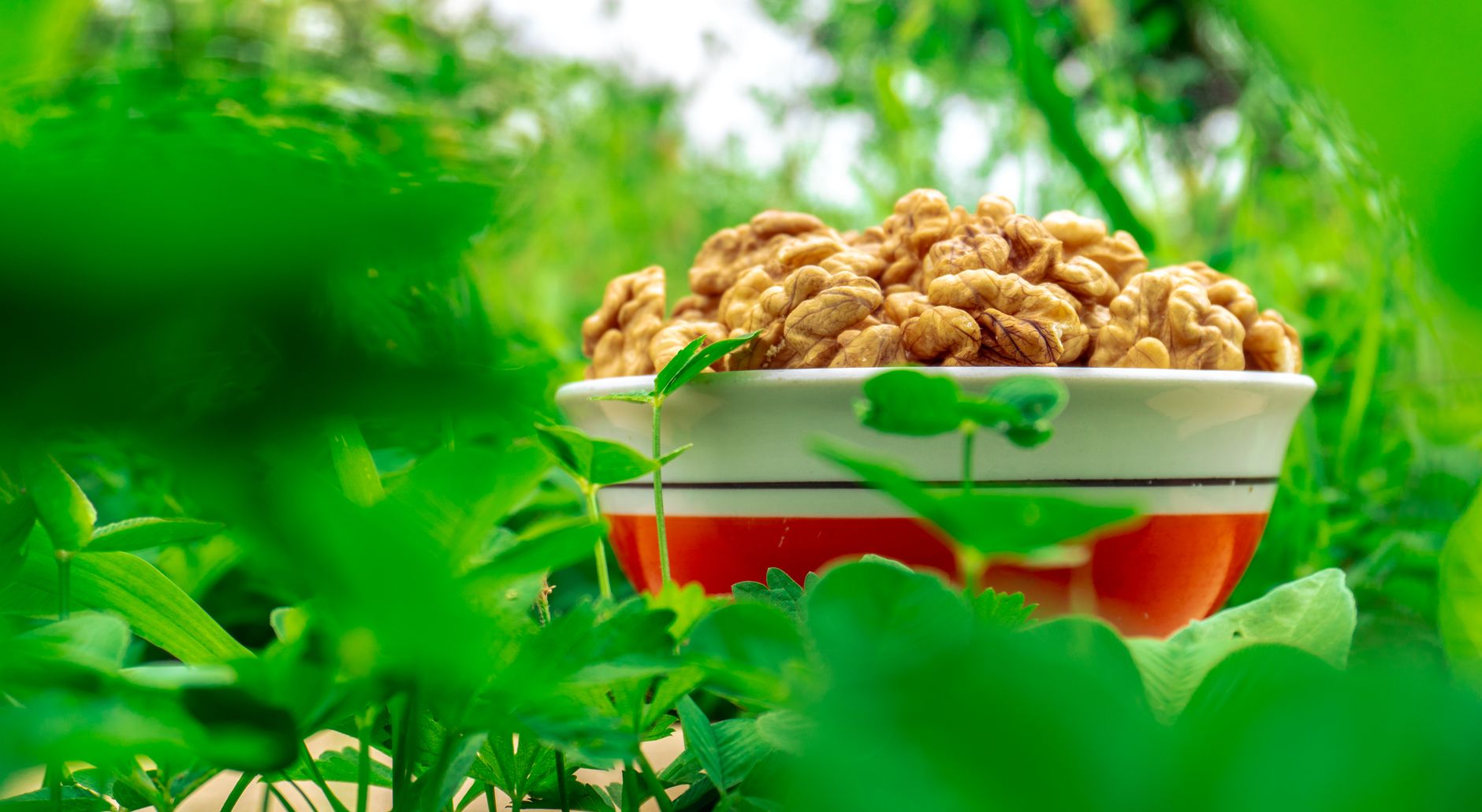 Bol de noix au milieu de plantes vertes