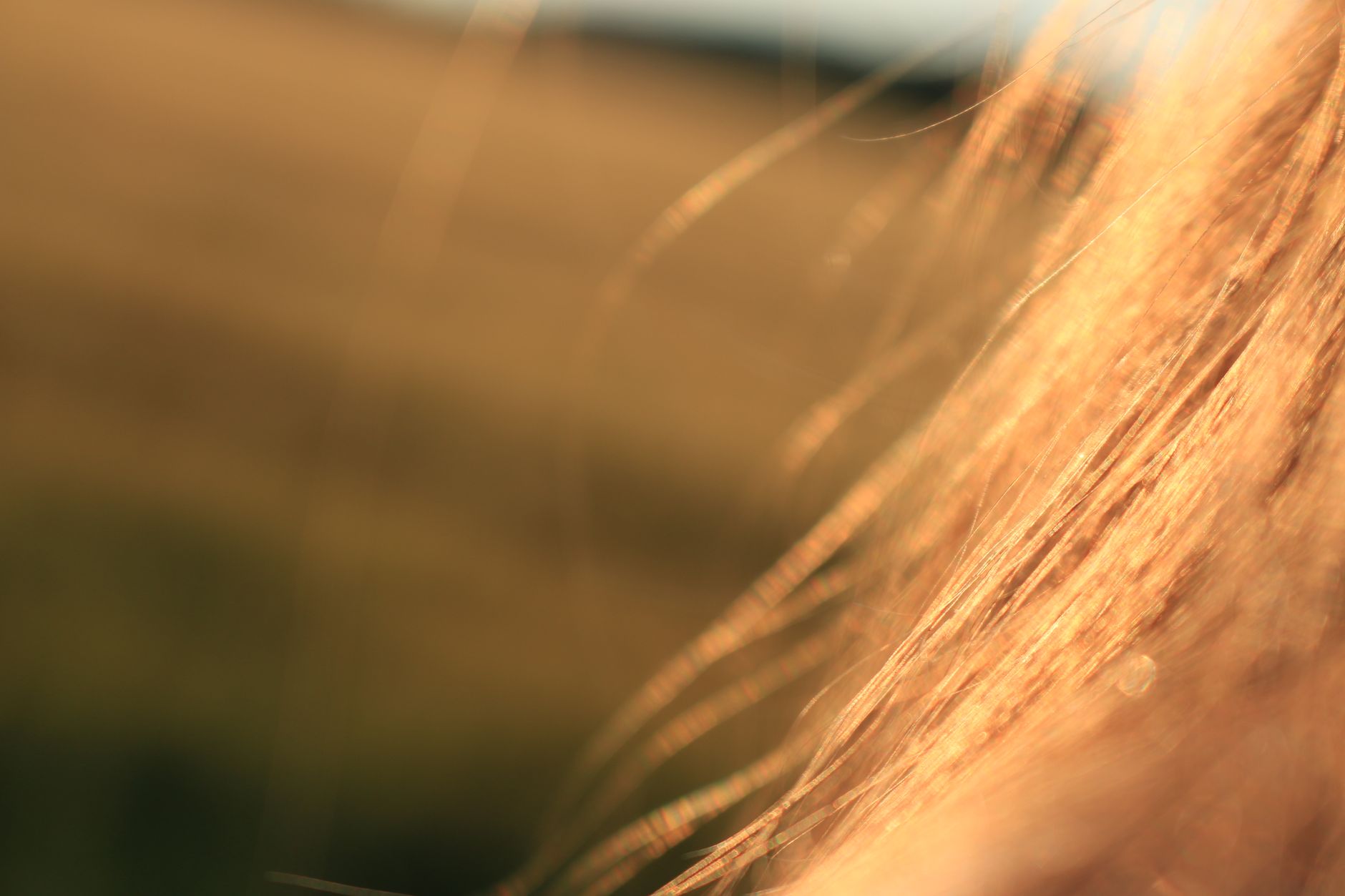 Cheveux blonds éclairés par le soleil